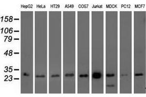 Western blot analysis of extracts (35 µg) from 9 different cell lines by using anti-OTUB2 monoclonal antibody. (OTUB2 Antikörper)