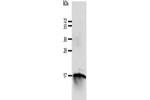 Gel: 12 % SDS-PAGE, Lysate: 40 μg, Lane: 293T cells, Primary antibody: ABIN7129604(GIP Antibody) at dilution 1/250, Secondary antibody: Goat anti rabbit IgG at 1/8000 dilution, Exposure time: 10 minutes (GIP Antikörper)