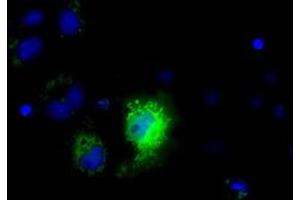 Immunofluorescence (IF) image for anti-NME/NM23 Nucleoside Diphosphate Kinase 4 (NME4) antibody (ABIN1499779) (NME4 Antikörper)