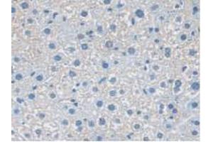 IHC-P analysis of Mouse Liver Tissue, with DAB staining. (NXN Antikörper  (AA 167-435))