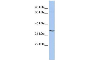 WB Suggested Anti-RNF113B Antibody Titration:  0. (RNF113B Antikörper  (Middle Region))