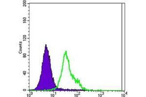 Flow cytometric analysis of MCF-7 cells using ERBB2 mouse mAb (green) and negative control (purple). (ErbB2/Her2 Antikörper  (AA 750-987))