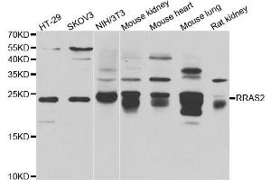 Western blot analysis of extracts of various cell lines, using RRAS2 antibody (ABIN5975473) at 1/1000 dilution. (RRAS2 Antikörper)