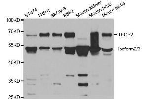 Western blot analysis of extracts of various cell lines, using TFCP2 antibody. (TFCP2 Antikörper  (AA 1-280))