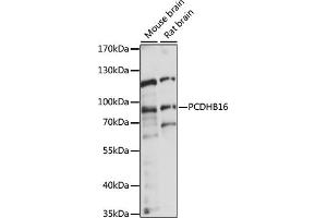 Western blot analysis of extracts of various cell lines, using PCDHB16 antibody (ABIN7269734) at 1:1000 dilution. (PCDHB16 Antikörper  (AA 29-90))