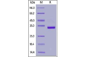 Human IgG1 Fc, gD Tag on  under reducing (R) condition. (IgG1 Fc (AA 100-330) protein (gD Tag))