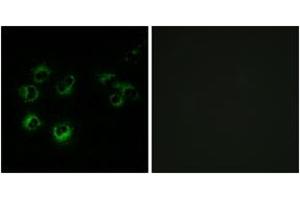 Immunofluorescence (IF) image for anti-Free Fatty Acid Receptor 3 (FFAR3) (AA 12-61) antibody (ABIN2891106) (FFAR3 Antikörper  (AA 12-61))