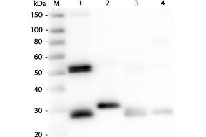 Western Blot of Anti-Rat IgG (H&L) (RABBIT) Antibody. (Kaninchen anti-Ratte IgG Antikörper (DyLight 488) - Preadsorbed)