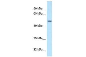 Western Blot showing POLG2 antibody used at a concentration of 1 ug/ml against Fetal Kidney Lysate (POLG2 Antikörper  (N-Term))