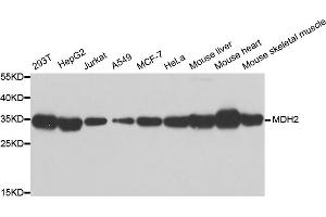 Western blot analysis of extracts of various cell lines, using MDH2 antibody.