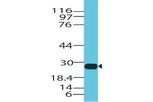 Image no. 1 for anti-Granzyme B (GZMB) (AA 1-200) antibody (ABIN5027237) (GZMB Antikörper  (AA 1-200))