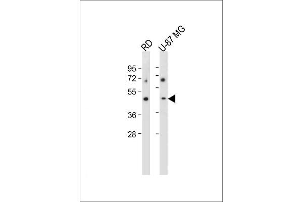 VSIG8 antibody  (C-Term)
