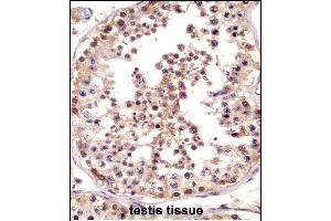 TSPY Antibody (C-term) ((ABIN658804 and ABIN2850505))immunohistochemistry analysis in formalin fixed and paraffin embedded human testis tissue followed by peroxidase conjugation of the secondary antibody and DAB staining. (TSPY1 Antikörper  (C-Term))