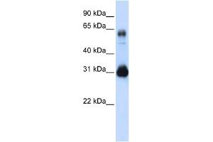 WB Suggested Anti-SOX15 Antibody Titration: 0.