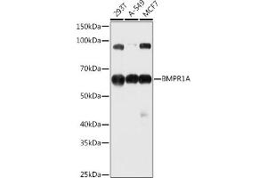 Western blot analysis of extracts of various cell lines, using BMPR1A antibody (ABIN3022599, ABIN3022600, ABIN3022601 and ABIN6218934) at 1:1000 dilution. (BMPR1A Antikörper  (AA 24-200))