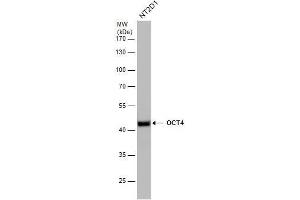 WB Image OCT4 antibody detects OCT4 protein by western blot analysis. (OCT4 Antikörper)