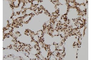 ABIN6275833 at 1/100 staining Rat lung tissue by IHC-P. (BAG4 Antikörper  (Internal Region))