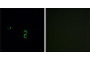 Immunofluorescence analysis of MCF7 cells, using OR9Q1 Antibody. (OR9Q1 Antikörper  (AA 234-283))