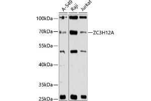 Western blot analysis of extracts of various cell lines, using ZC3H12A antibody (ABIN6132993, ABIN6150392, ABIN6150394 and ABIN6216393) at 1:3000 dilution. (ZC3H12A Antikörper  (AA 1-140))