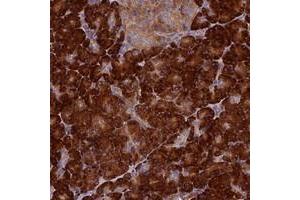 Immunohistochemical staining of human pancreas with RNASEK polyclonal antibody  shows strong cytoplasmic positivity in exocrine glandular cells at 1:50-1:200 dilution.