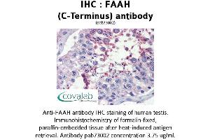 Image no. 2 for anti-Fatty Acid Amide Hydrolase (FAAH) (C-Term) antibody (ABIN1734226) (FAAH Antikörper  (C-Term))