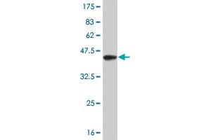 Western Blot detection against Immunogen (37. (FOXA1 Antikörper  (AA 367-472))