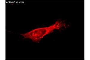 Immunofluorescence (IF) image for anti-mTurquoise Fluorescent Protein antibody (ABIN7273076) (mTurquoise Fluorescent Protein Antikörper)
