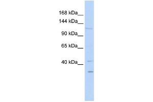 WB Suggested Anti-WWP1 Antibody Titration:  0.