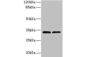 Western blot All lanes: TMEM71 antibody at 0.