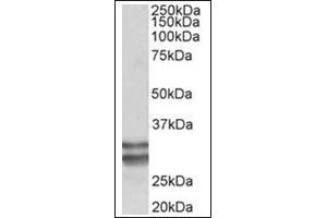 Staining of Human Heart lysate (35µg protein in RIPA buffer) using KLF13 antibody at 0. (KLF13 Antikörper  (Internal Region))
