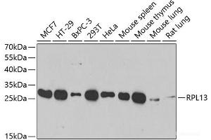 Western blot analysis of extracts of various cell lines using RPL13 Polyclonal Antibody at dilution of 1:1000.