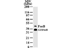 FosB mAb tested by Western blot. (FOSB Antikörper  (AA 2-14))