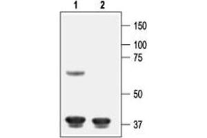 Western blot analysis of rat cortex lysate:1. (Potassium Inwardly-Rectifying Channel, Subfamily J, Member 8 (KCNJ8) Peptid)