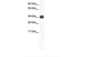 Image no. 1 for anti-Gap Junction Protein, delta 2, 36kDa (GJD2) (AA 159-208) antibody (ABIN292234) (GJD2 Antikörper  (AA 159-208))