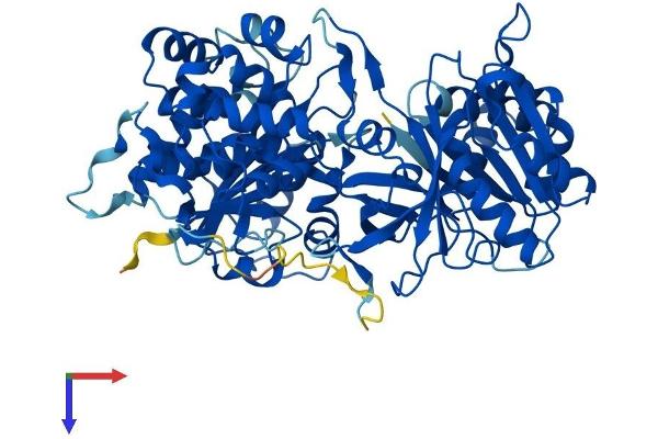 NDOR1 Protein (AA 1-597) (His tag)