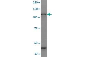 Protocadherin gamma Subfamily C, 3 (PCDHGC3) (AA 1-934) antibody