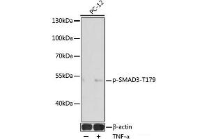 Western blot analysis of extracts of PC-12 cells using Phospho-SMAD3(T179) Polyclonal Antibody at dilution of 1:1000. (SMAD3 Antikörper  (pThr179))