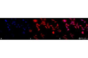 Immunocytochemistry/Immunofluorescence analysis using Rat Anti-TCP1-alpha Monoclonal Antibody, Clone 91a . (TCP1 alpha/CCTA Antikörper  (C-Term) (Atto 594))