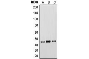Western blot analysis of Cytokeratin 18 expression in HeLa (A), A431 (B), MCF7 (C) whole cell lysates. (Cytokeratin 18 Antikörper  (C-Term))