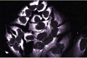 Immunofluorescent staining of HeLa cells with anti-HAX-1 antibody. (HAX1 Antikörper  (AA 10-148))