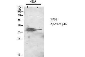 Western Blotting (WB) image for anti-Mitogen-Activated Protein Kinase 14 (MAPK14) (pTyr323) antibody (ABIN3179676) (MAPK14 Antikörper  (pTyr323))
