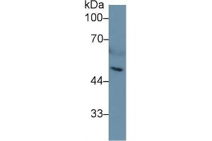 Western blot analysis of Mouse Serum, using Mouse HPA Antibody (1 µg/ml) and HRP-conjugated Goat Anti-Rabbit antibody ( (HPSE Antikörper  (AA 27-101))