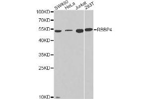 Western blot analysis of extracts of various cell lines, using RBBP4 antibody. (Retinoblastoma Binding Protein 4 Antikörper)