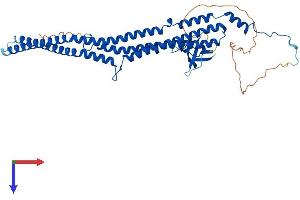 PACSIN1 Protein (AA 1-444) (His tag)