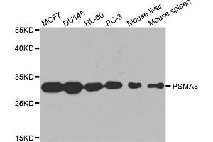 Western blot analysis of extracts of various cell lines, using PSMA3 antibody. (PSMA3 Antikörper  (AA 1-255))