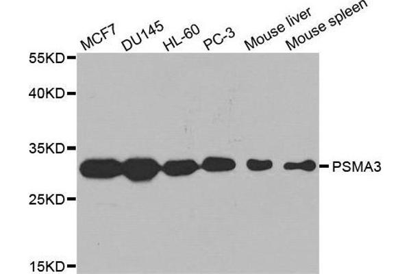 PSMA3 Antikörper  (AA 1-255)