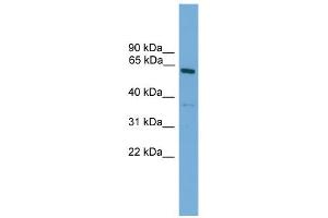 Western Blotting (WB) image for anti-Nuclear Receptor Subfamily 2, Group C, Member 1 (NR2C1) (N-Term) antibody (ABIN2779978)