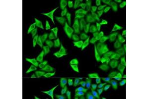 Immunofluorescence analysis of HeLa cells using PSMD9 Polyclonal Antibody