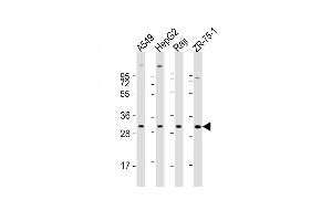 All lanes : Anti-PDCD1LG2 Antibody (N-term) at 1:1000-1:2000 dilution Lane 1: A549 whole cell lysate Lane 2: HepG2 whole cell lysate Lane 3: Raji whole cell lysate Lane 4: ZR-75-1 whole cell lysate Lysates/proteins at 20 μg per lane. (PDCD1LG2 Antikörper  (N-Term))