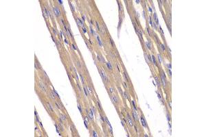 Immunohistochemistry of paraffin-embedded rat heart using FXN antibody. (Frataxin Antikörper)